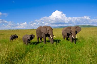 Wide-angle view of an elephant family in a green savanna. Two adult African elephants with long tusks walk side by side with two smaller calves in tall grass. Rolling grasslands and distant hills extend to the horizon beneath a bright blue sky dotted with large white clouds. Photo taken in open African plains (approximate location: Maasai Mara, Kenya).