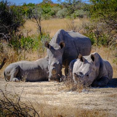 Wide close-up of three white rhinos lying and standing on dry sandy ground in a sunlit African savanna. Two rhinos are reclining while a larger adult stands protectively behind them; dry grasses, low shrubs and scattered thorny bushes fill the background under a clear blue sky. The animals' textured grey hides, ears and horns are visible.