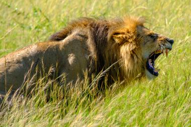 A close-up view for screen readers: a large male African lion with a dark mane lies in tall green grass and opens its mouth in a wide roar, showing large canine teeth and tongue. Flies dot the lion's back; the sunlit savanna grass surrounds the animal. Probable location: Maasai Mara, Kenya.