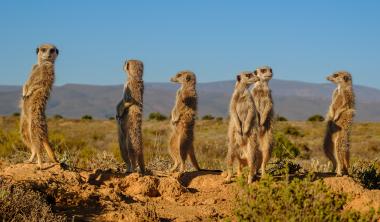 Wide-angle photograph of six meerkats standing upright on a low earthen mound in shrub‑covered karoo terrain. The animals are spread along the ridge, facing different directions as lookouts; low scrub and distant hills lie under a clear blue sky bathed in warm golden-hour light.