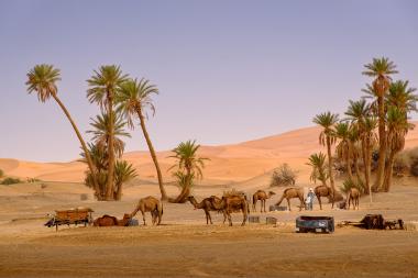 Et-taous ⵟⴰⵡⵙ الطاوس - Morocco