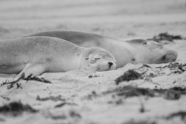 Kangaroo Island Council