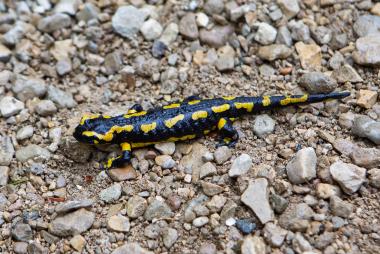 Close-up of a black salamander with bright yellow markings (likely a fire salamander) crawling on a rocky, gravel-covered path; photographed from the side showing its full body and long tail. Location: eastern France.