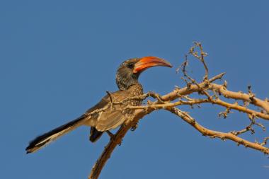 A red‑billed hornbill perched on a dry thorny branch. The medium‑sized bird faces right, showing a long curved red bill, speckled brown and grey plumage and a long tail. The branch is bare and twisted; the sky behind is clear blue, suggesting a dry, sunny environment. Photo taken in Namibia.
