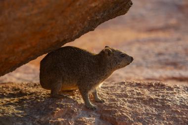 Spitzkoppe