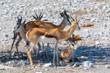 Wide view of four springbok antelopes on a rocky dry pan. Three animals stand close together while one lies down in the shade. The antelopes have tan backs, white underparts and curved black horns. Sparse low vegetation and scattered white stones cover the ground; bright sunlight creates strong shadows.