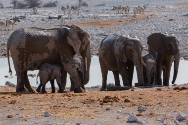 Wide photograph of a family herd of African elephants (adults and calves) standing and drinking at a shallow waterhole. The elephants are covered in wet mud; two young calves stay close to adults. In the rocky background several plains zebras are scattered across a dry, stony plain with sparse shrubs. The scene is sunlit and arid, suggesting a southern African national park setting.