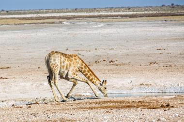 Wide view of a pale- patterned giraffe splaying its front legs to lower its neck and drink from a shallow watering pan in a dry, salt-crusted flat. A small springbok stands to the left, and the sparse, arid landscape stretches to the distant horizon. Photo taken near coordinates -19.162635, 15.995485 (Etosha area, Namibia).