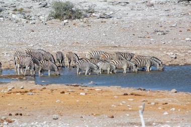 Wide shot of about a dozen zebras with black-and-white stripes standing at the edge of a blue waterhole in a dry, rocky landscape. Most zebras have their heads lowered to drink; sparse scrub and scattered stones cover the surrounding ground under a clear, sunny sky. The scene conveys a quiet moment of wildlife at a watering spot in Namibia's Etosha National Park (coordinates -19.05221, 16.19382).