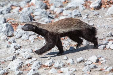 Side view of a honey badger (Mellivora capensis) walking from left to right across a rocky, dry ground strewn with pale stones and brown leaf litter. The animal has a lighter brown back and darker legs and underside; its head is slightly raised and it appears alert while moving. The landscape is sunlit and sparsely vegetated, suggesting an arid or semi-arid environment in northern Namibia near the provided coordinates.