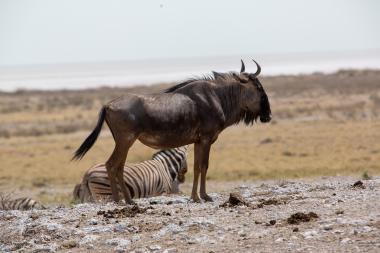 A side view of a blue wildebeest (gnu) standing on a pale, rocky salt-encrusted ground with a zebra lying down behind it; the scene shows dry grassland and a distant saline pan under a bright, clear sky. Photo taken near Etosha, Namibia.