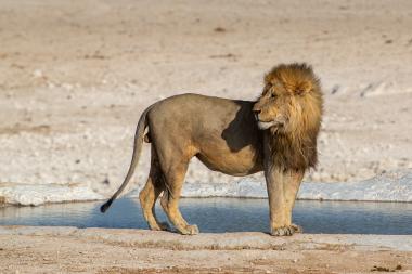 A large male African lion (Panthera leo) standing on the bank of a shallow waterhole in an arid, sandy landscape. The lion faces right with its mane lit by sunlight, its body casting a shadow on its flank; sparse saltpan-like terrain stretches into the background. Photo taken near coordinates -19.16294, 15.995465 (Etosha region, Namibia).