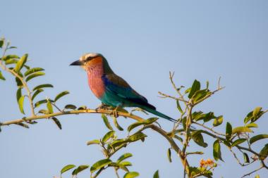 Close-up of a lilac-breasted roller perched on a slender leafy branch, showing its colorful plumage — pinkish-lilac throat and breast, turquoise belly and wings, greenish back and long tail — with a clear pale-blue sky background. Location: near Kasane/Chobe area, northern Botswana (coordinates provided).