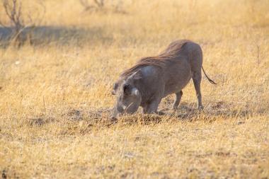 Wide shot of a single warthog grazing with its head down in dry yellow savanna grass under warm sunlight. The animal is facing left, using its snout to root in the ground; sparse grasses and open plain extend into the background. Photo taken in northern Botswana (coordinates provided).
