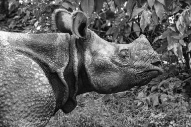 Close-up profile of an adult Indian one-horned rhinoceros (Rhinoceros unicornis) standing beside dense tropical foliage. The photo shows the rhino's thick, plated skin, small eye, folded ear and the characteristic single-horned forehead area. Vegetation and grass are visible in the background. Taken near coordinates 27.567786, 84.218549 (Chitwan area, Nepal).