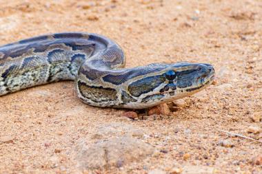 Close-up view of a large patterned python lying on sandy, rocky ground. The snake's head is in the foreground showing its scaly skin, dark eye, and distinctive brown, black and cream markings. The background is out-of-focus sandy terrain; the photo was taken at coordinates -7.325092, 37.113206 (southern Tanzania region).