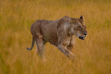 A close-up view of a lioness walking through tall, dry golden grass in an East African savanna. She moves with a low, purposeful gait, ears alert and eyes fixed forward. Small dark flies dot her back. The warm, late-day light gives the grasses a golden hue; the landscape is open and grassy with no people or vehicles visible.