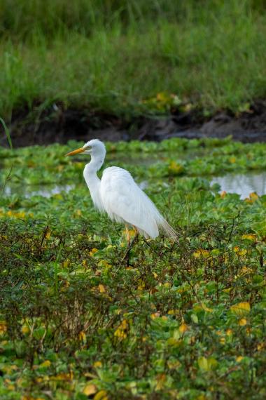 Screen reader context: A white great egret with a yellow-orange bill and long neck stands on dark legs in a shallow marsh. The bird is surrounded by dense green floating aquatic plants and low vegetation; a strip of water and taller grasses are visible behind it.