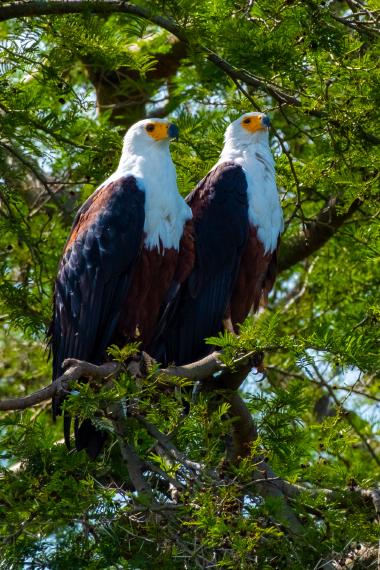 Close-up view of two adult African fish eagles perched together on a branch in a green, leafy tree. The birds have white heads, yellow beaks and dark brown wings. Sunlight filters through the foliage around them. Location: near the equator in East Africa (approximately 0.13°S, 30.03°E).