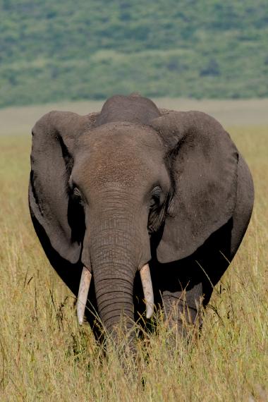 Front-facing view of an adult African elephant standing in tall yellow-green savanna grass. The elephant fills the frame with its large ears spread, visible trunk and two tusks, and a softly blurred green hillside in the background. Photo taken in a Kenyan savanna reserve (coordinates provided).