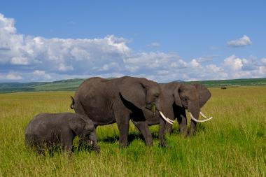 Wide-angle view of a family of three African elephants (two adults and one calf) walking left to right through tall green savanna grass. One adult is chewing grass and the calf stays close to the larger elephants. Rolling hills sit on the distant horizon beneath a bright blue sky with large white cumulus clouds. Scene evokes a peaceful wildlife moment in an open Kenyan grassland.