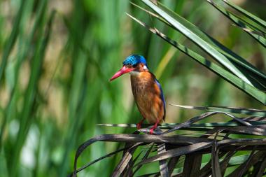 Close-up of a small brightly colored kingfisher with a turquoise-blue crown, red bill and legs and orange breast, perched on dried reed fronds with tall green wetland grasses blurred in the background. Photo taken near Kampala, Uganda (coordinates provided).