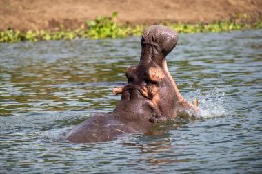 Close-up view of a hippopotamus in water, rearing its head and opening its large mouth wide while splashing; muddy shoreline and aquatic plants are visible in the background. Location coordinates place the scene in the Lake Victoria / East African freshwater basin.