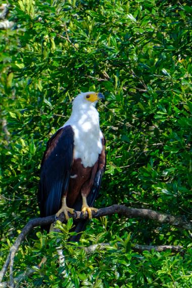 A large African Fish Eagle perched on a tree branch amid dense green leaves. The bird faces right with a white head and neck, dark brown chestnut body and wings, a yellow hooked beak and yellow talons gripping the branch. Sunlight dapples the feathers and surrounding leaves. Photo taken near coordinates -0.13887361166667, 30.035196388333 (Lake Victoria / Entebbe region, Uganda).