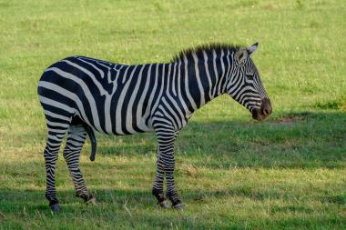 A side-profile view of a plains zebra standing on short green savanna grass. The zebra's black-and-white stripes are clearly visible from head to tail. The animal is facing right, its mane upright, and the scene is sunlit with soft shadows across the grass. Location: Maasai Mara region, Kenya (coordinates provided).