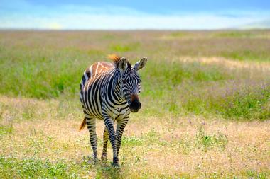 A single plains zebra walking toward the camera across a sunlit grassy savanna with low purple wildflowers and a distant horizon of blue sky and pale distant water. The zebra's black-and-white stripes and attentive ears are clearly visible.