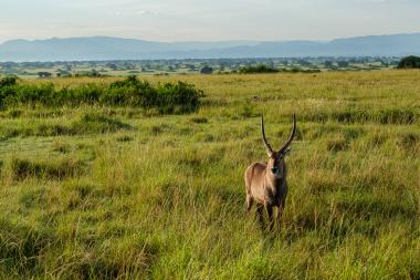 Wide-angle view of a green savanna plain with distant hazy mountains under a clear sky. In the foreground, a male waterbuck antelope with long curved, ridged horns stands facing the camera among tall grasses. Low shrubs dot the midground and the landscape extends to a layered mountain range on the horizon. Location coordinates: approximately 0.046°S, 30.06996°E in Rwanda.