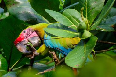 Close-up of a Great Green Macaw partially hidden in broad green leaves. The parrot shows a red forehead, pink facial skin, green and blue body feathers, and holds a fruit in its foot while perched on a branch. Lush tropical foliage surrounds the bird.