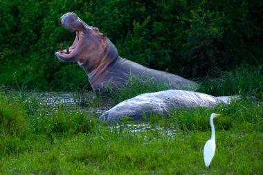 Wide shot of a marshy riverbank: a hippopotamus with its jaws wide open and visible tusks rises from shallow water beside a second, partially submerged hippo. Tall green grass and dense shrubbery fill the background. A white egret stands on the grassy bank in the lower right foreground. Location near the equator (coordinates provided).