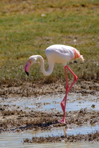 Side view of a greater flamingo wading in a shallow muddy marsh. The bird holds one leg folded while the other supports its body; its long pink legs, curved neck and pale pink body with darker pink wing accents are visible. Low grasses and muddy water surround the flamingo. Photo taken near a salt marsh area in northern Tanzania (coordinates provided).