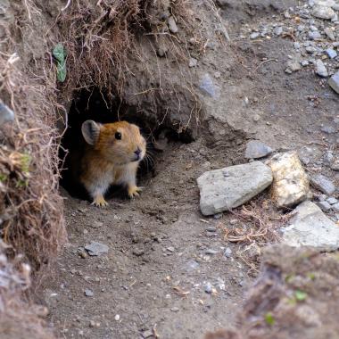 Close-up view of a small brown pika (a rabbit-like lagomorph) sitting at the dark entrance of its burrow on a rocky, sparsely vegetated slope. The animal faces slightly upward and to the right, with visible whiskers, rounded ears and pale underfur. Exposed roots and small stones surround the burrow opening, suggesting a high‑altitude or mountainous terrain near the coordinates 28.89915, 90.16774.