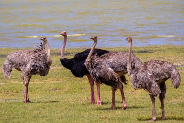 Wide shot of five ostriches standing on short green grass at the edge of a lake. One of the birds has black plumage and pink legs (likely a male), while the others are grey-brown (likely females or juveniles). The water with gentle ripples fills the background. The scene appears sunny and tranquil, taken near an East African lakeshore (coordinates provided).