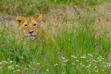 A young lion (Panthera leo) lying low and partly hidden among tall green savanna grasses and scattered purple and white wildflowers. The lion's face is visible through the vegetation as it watches quietly; surrounding plants and seed heads create a textured foreground and background. Photo taken near Ngorongoro/Ngorongoro Conservation Area, Tanzania (coordinates -3.1803525, 35.57081).