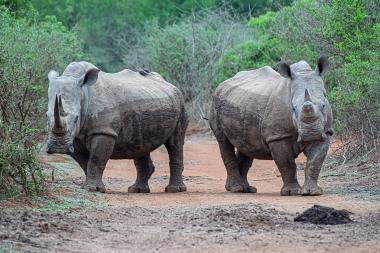 Wide shot of two adult white rhinoceroses standing side by side on a muddy dirt track through dense green scrub. Both rhinos are covered in dried mud; small oxpecker birds are perched on their backs. The scene shows low thorny bushes and leafy green vegetation lining the path, suggesting a savanna or bushveld habitat in South Africa. No people or vehicles are visible.