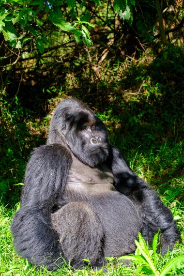 Portrait-style photo of a large mountain gorilla (adult male) seated on grassy ground at the forest edge. The gorilla faces slightly to the right, eyes looking contemplative, with thick black fur and a bare chest. Sunlight filters through leaves above, casting patches of light and shadow on the animal and surrounding green ferns and grass.
