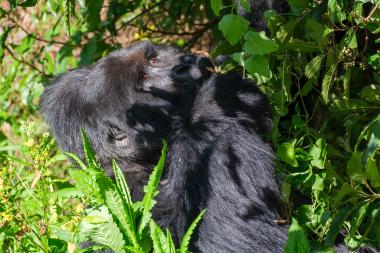 Close-up view of a mountain gorilla reclining in dense green foliage. The gorilla's dark fur fills most of the frame; its face is partially visible as it looks upward and bites on a small stem. Sunlight filters through leaves, casting dappled shadows across the animal and surrounding plants. Photo taken in Volcanoes National Park region of Rwanda.