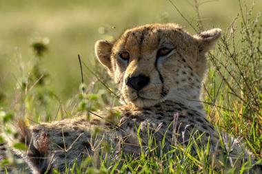 Close-up view of a cheetah resting in tall green grass and low shrubs in the Serengeti, Tanzania. The cheetah's head is turned slightly toward the camera, showing its tear-mark facial stripes, amber eyes, spotted fur and relaxed posture. Sunlight highlights the fur and surrounding grasses, suggesting early morning or late afternoon light.