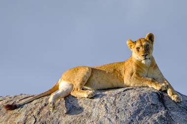 A lioness lies stretched out atop a large granite rock (kopje) against a clear blue sky. The animal looks toward the camera with a relaxed but alert expression, paws draped over the rock's edge. The scene suggests a quiet savanna morning in the Serengeti area of Tanzania (coordinates: -2.705265, 34.936028333333).