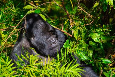 Close-up view of an adult mountain gorilla reclining in dense green vegetation. The gorilla's black fur and relaxed face are partially shaded by leaves and ferns; bright sunlight highlights surrounding foliage. Location: Virunga/Volcanoes area, Rwanda (coordinates provided).