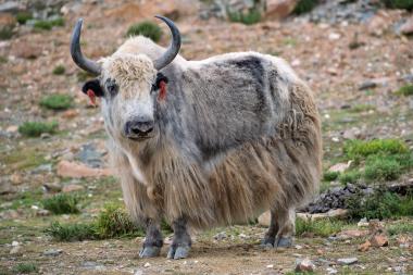 Close-up view of a large white domestic yak standing on a rocky alpine pasture. The yak has a long, shaggy coat, dark curved horns, and small tufts of red dye on its ears. Sparse low alpine vegetation and rocky ground fill the background. Photo taken in the Himalayan highlands near coordinates 28.98756, 87.46592.
