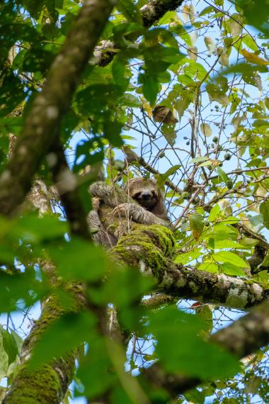 A brown-throated three-toed sloth clinging to a moss-covered tree branch high in a tropical canopy. Green leaves and thin branches surround the slow-moving mammal, with patches of blue sky visible through the foliage. Photo taken in Costa Rica.