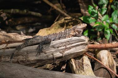 A black spiny-tailed iguana (Ctenosaura similis) stretched out on a weathered log in a tropical forest. The lizard's banded tail and spiny dorsal crest are visible; dappled sunlight highlights its patterned skin while green broadleaf plants and fallen branches fill the shaded background. Photo taken near Manuel Antonio, Costa Rica (coordinates provided).