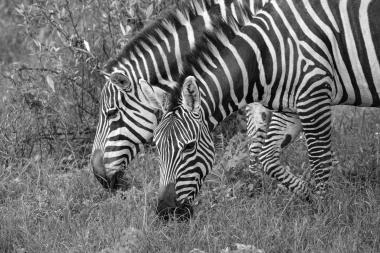 Close-up black-and-white photograph of two plains zebras grazing head-first in tall grass. The zebras stand side by side with their striped heads lowered to feed; one zebra's face is partially in front of the other, and grass and low shrubs fill the background. The scene was taken near Nairobi, Kenya (coordinates provided).