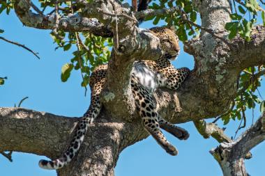 A close-up view of a leopard resting on a thick, lichen-covered tree branch. The leopard's spotted body is draped over the branch with its hind legs and long tail hanging down. Green leaves frame the animal against a bright blue sky; the leopard looks alert and gazes to the right.