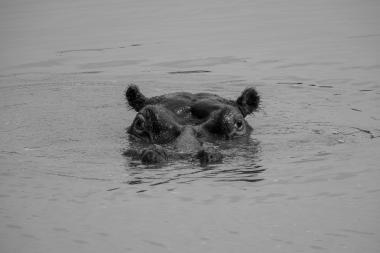 Black-and-white close-up of a hippopotamus with only its eyes, ears and upper snout visible above calm water. The hippo stares watchfully toward the camera while ripples spread across the lake surface. Photo taken at Pilanesberg National Park, North West Province, South Africa (coordinates provided).