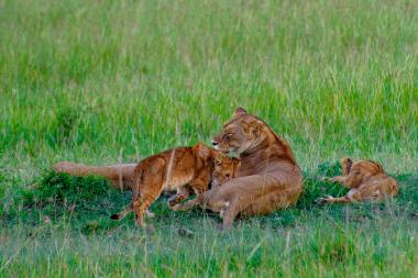 A lioness reclines in lush green grass with two young cubs nuzzling her and a third cub lying nearby; wide grassy savanna surrounds them. Photo taken at coordinates -1.4333688888883, 35.169843055555 (Maasai Mara region, Kenya).